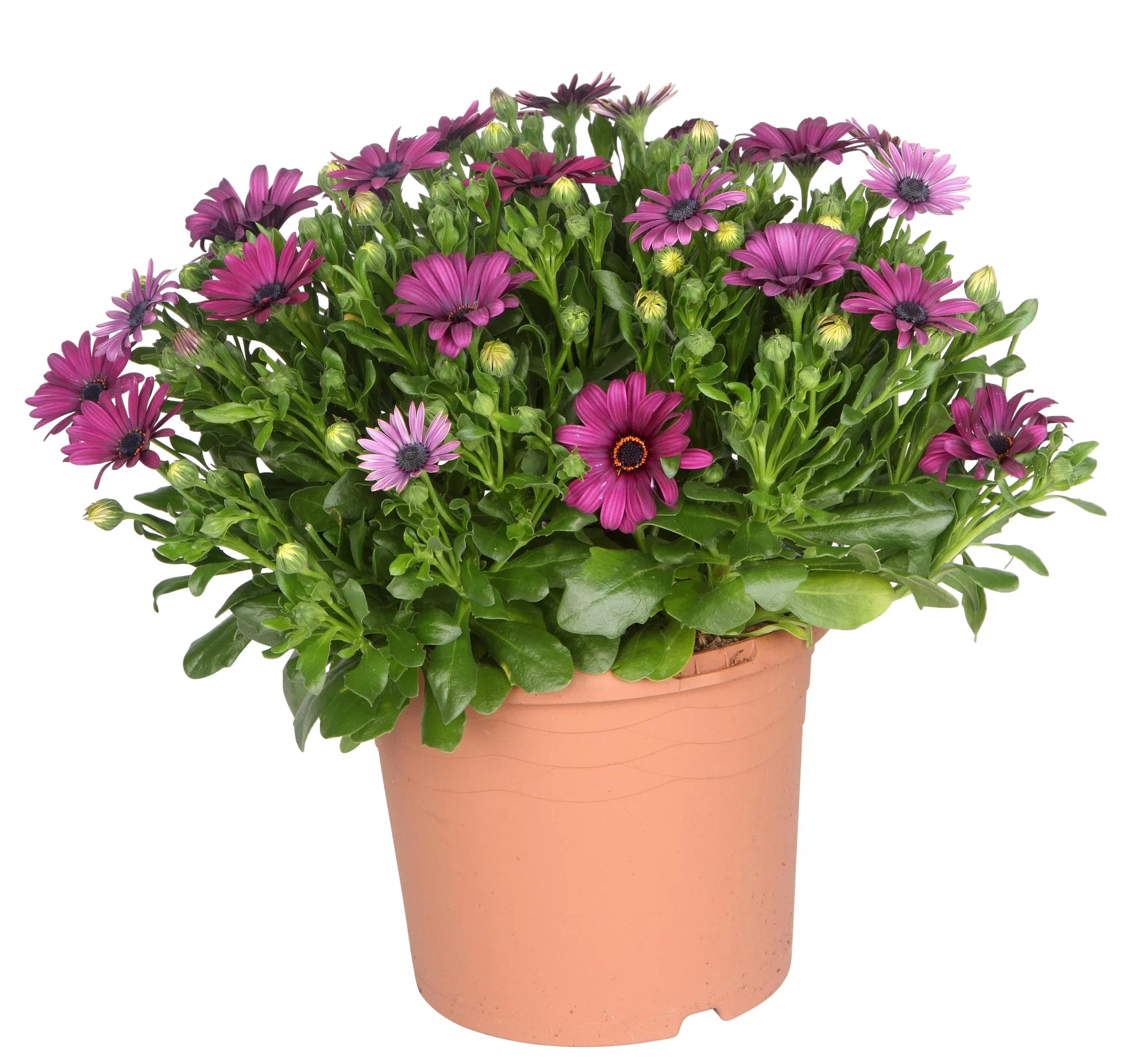 Osteospermum ecklonis Spansk margeritt Ø21 cm