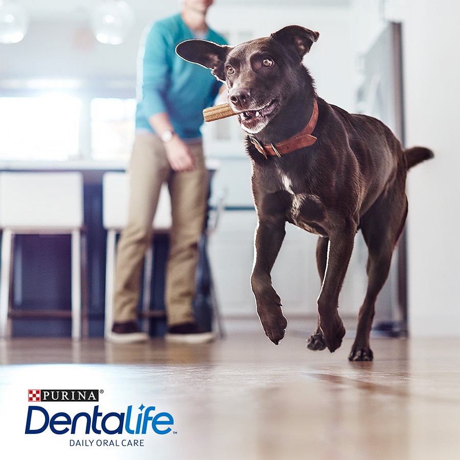 Dentalife Petiscos Dentais para Cães de Raças Grandes