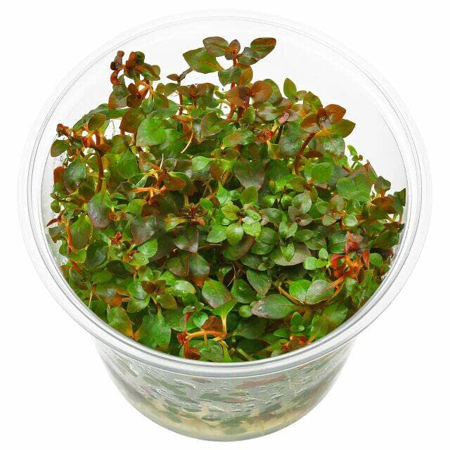 Planta Tropica Iberia Ludwigia Palustris 'Super mini red'