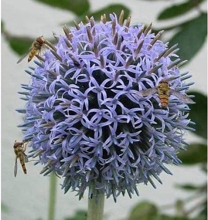 Kogeldistel (Echinops bannaticus) D 9 H 10 cm