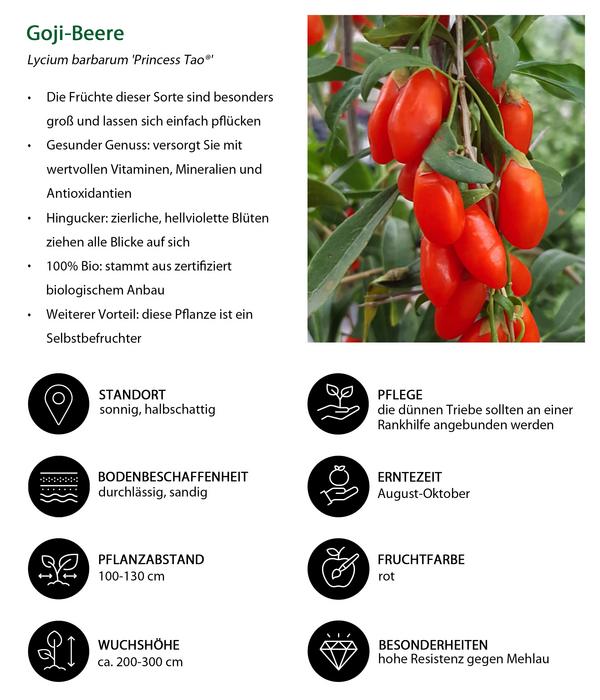 Bio Beeren-Kiwi-Set Powerobst, 4-teilig