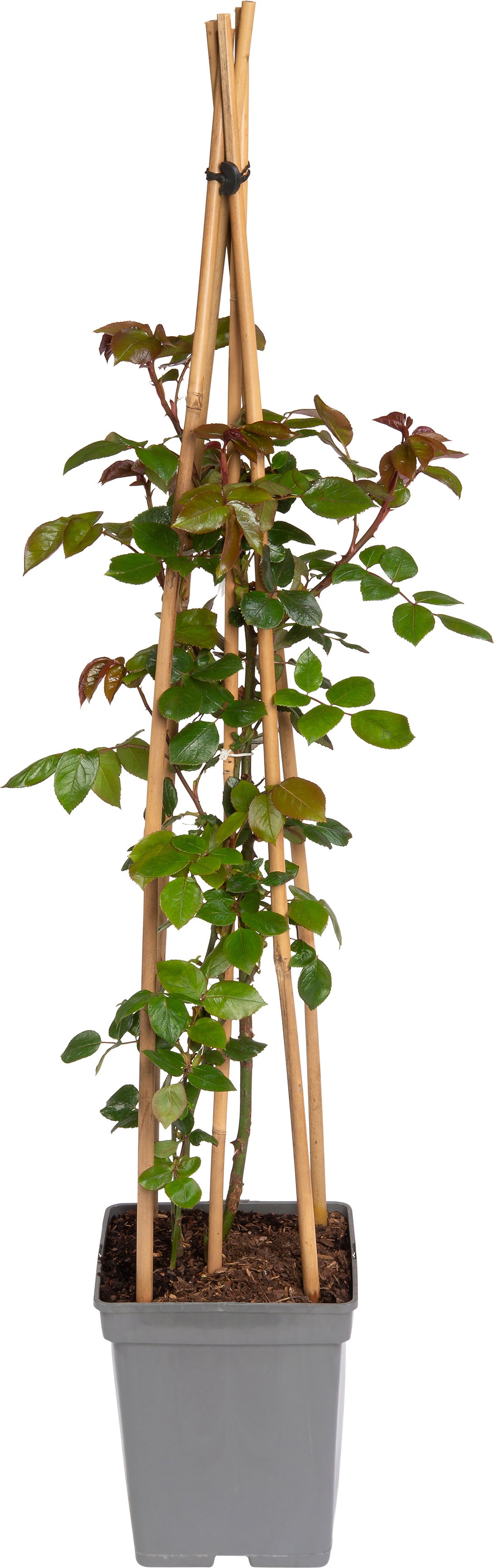 Klimroos (Rosa 'Compassion') D 19 H 70 cm