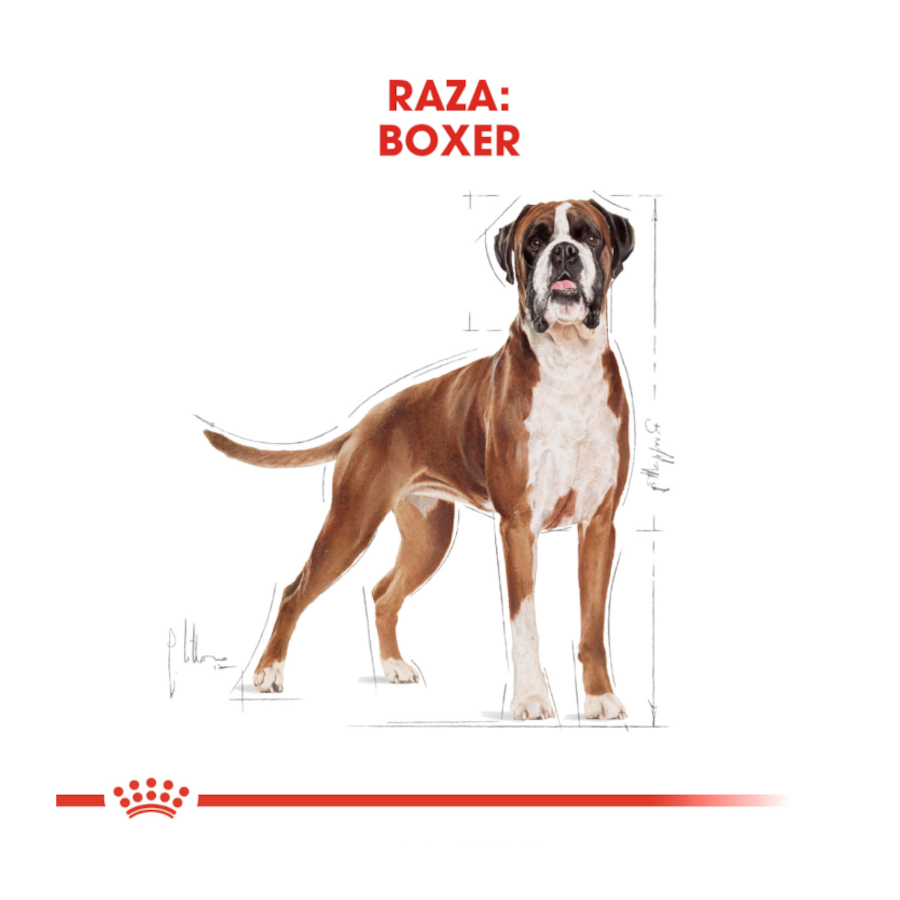 Ração Royal Canin Adult Boxer para cães