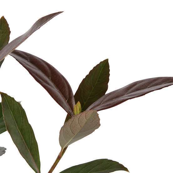 Viburnum odoratissimum 'Coppertop' pot 4L