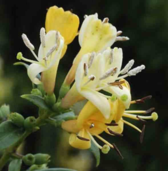 Lonicera henryi (chèvrefeuille) taille pot de 2 litres - 30/50 cm - rose violacé