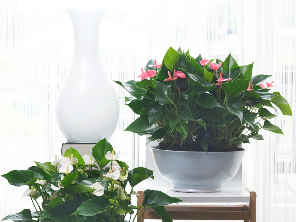 2x anthurium 'aristo' rose - plante flamingo - entretien facile - ⌀12 cm - ↕30-40 cm