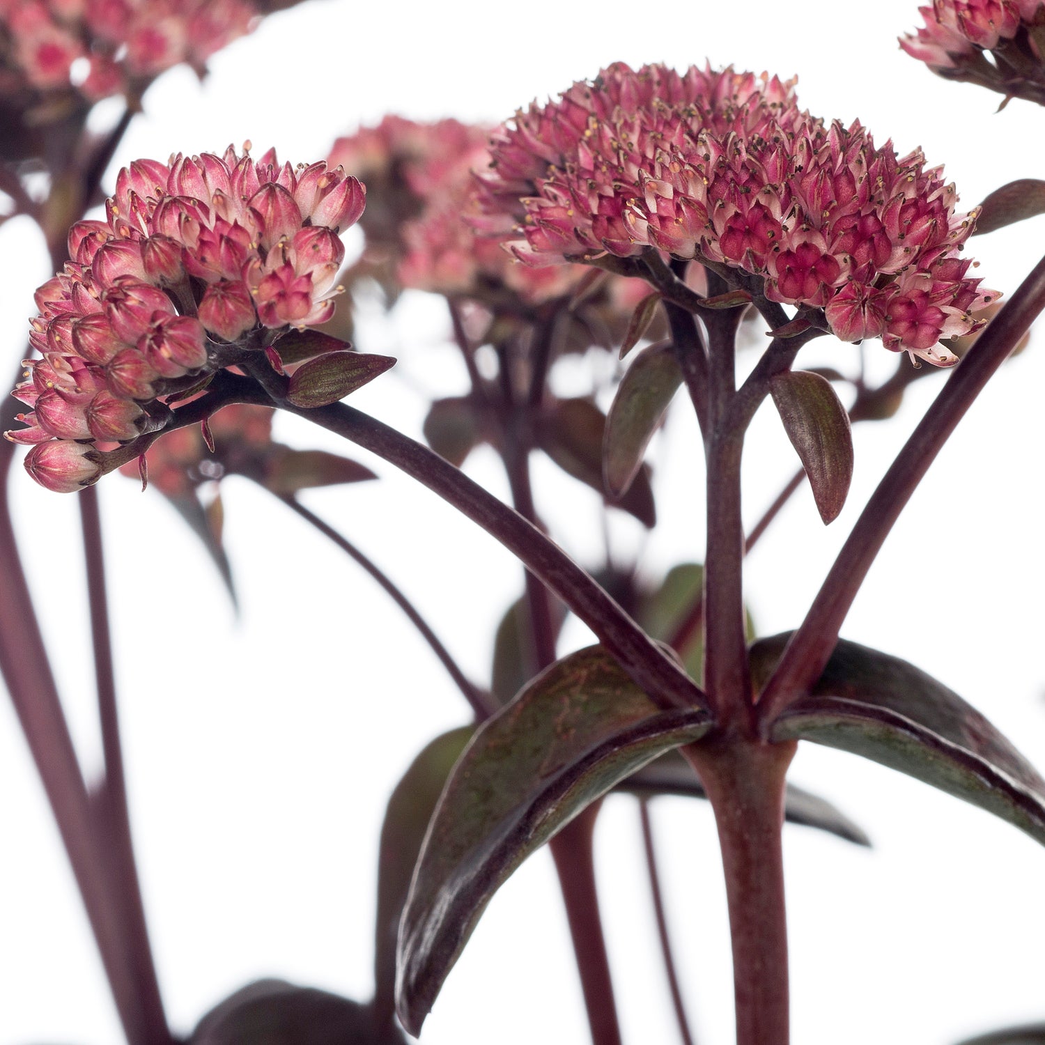 Vetkruid (Sedum 'Karfunkelstein') D 11 H 60 cm