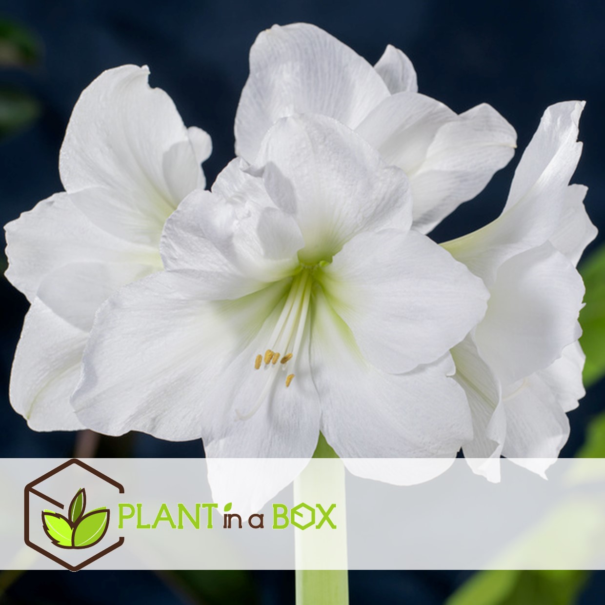 Hippeastrum - set de 2 - bulbes de lys blancs amarilis - plante d'intérieur
