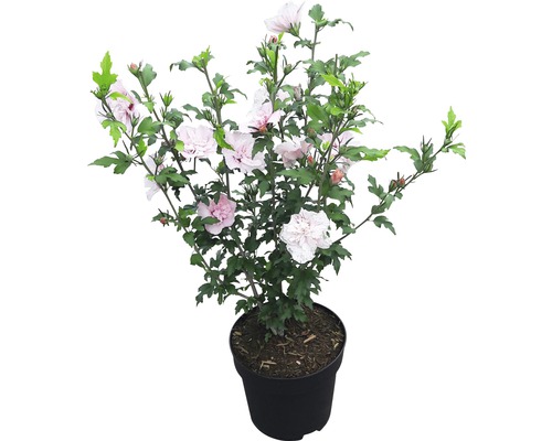 Tuinhibiscus FloraSelf Hibiscus syriacus 'Pink Chiffon' H 50-60 cm Co 4,5 L halfdubbele bloemen