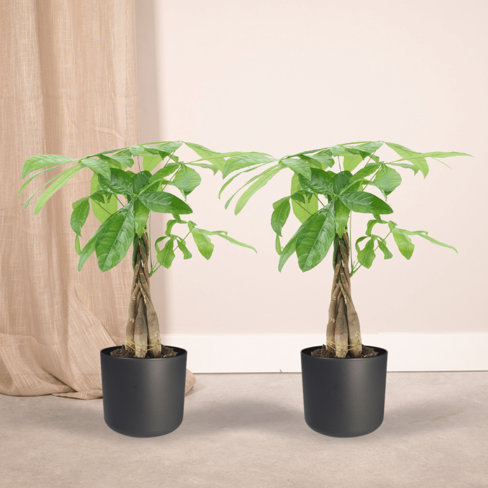 Plante d'intérieur - pachira aquatica - lot de 2 50cm