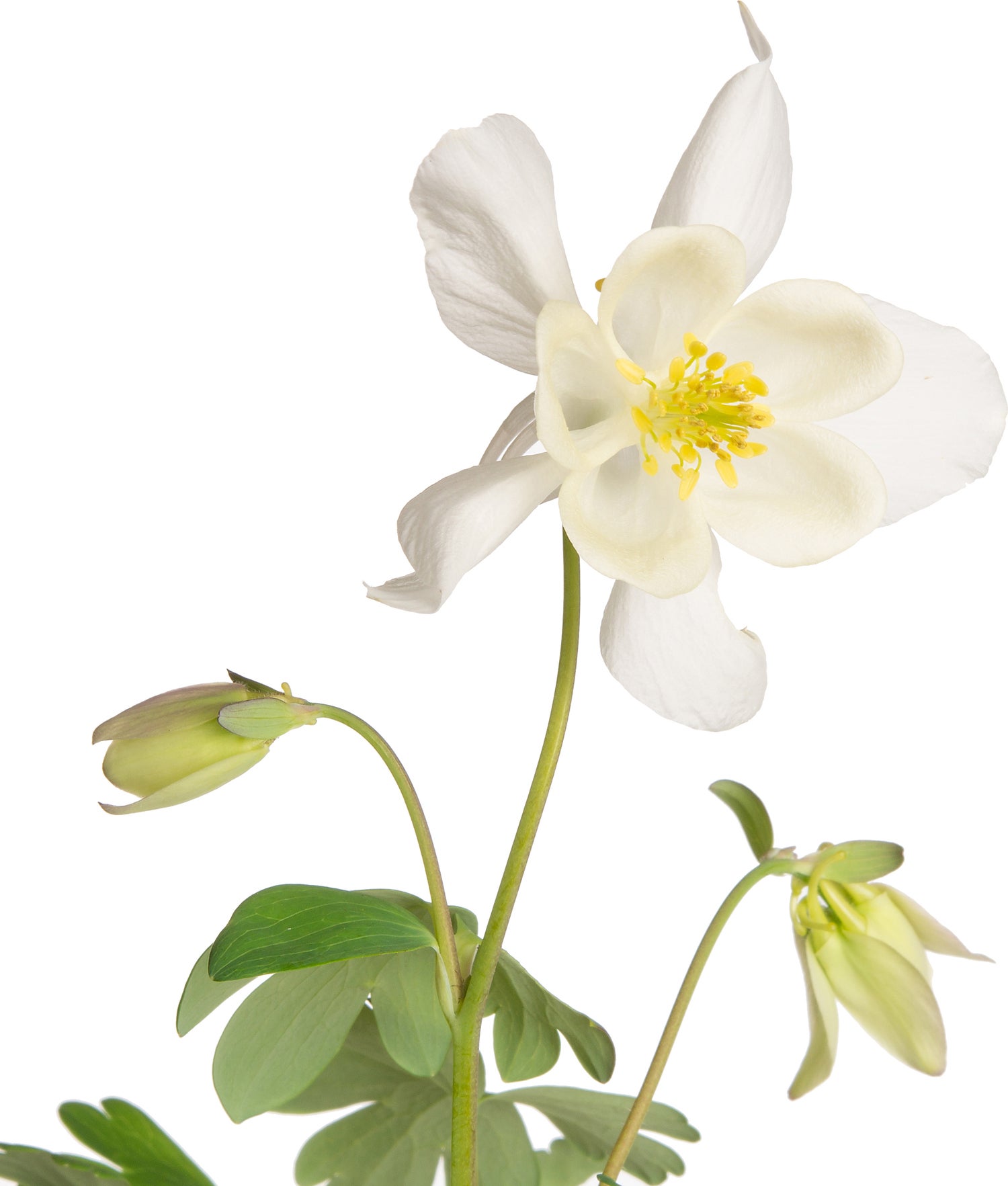 Akelei (Aquilegia 'Kristall') D 9 H 15 cm
