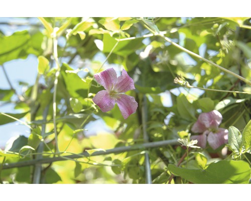 Privacyhaag Helix klimop met clematis roze H180xB120 cm