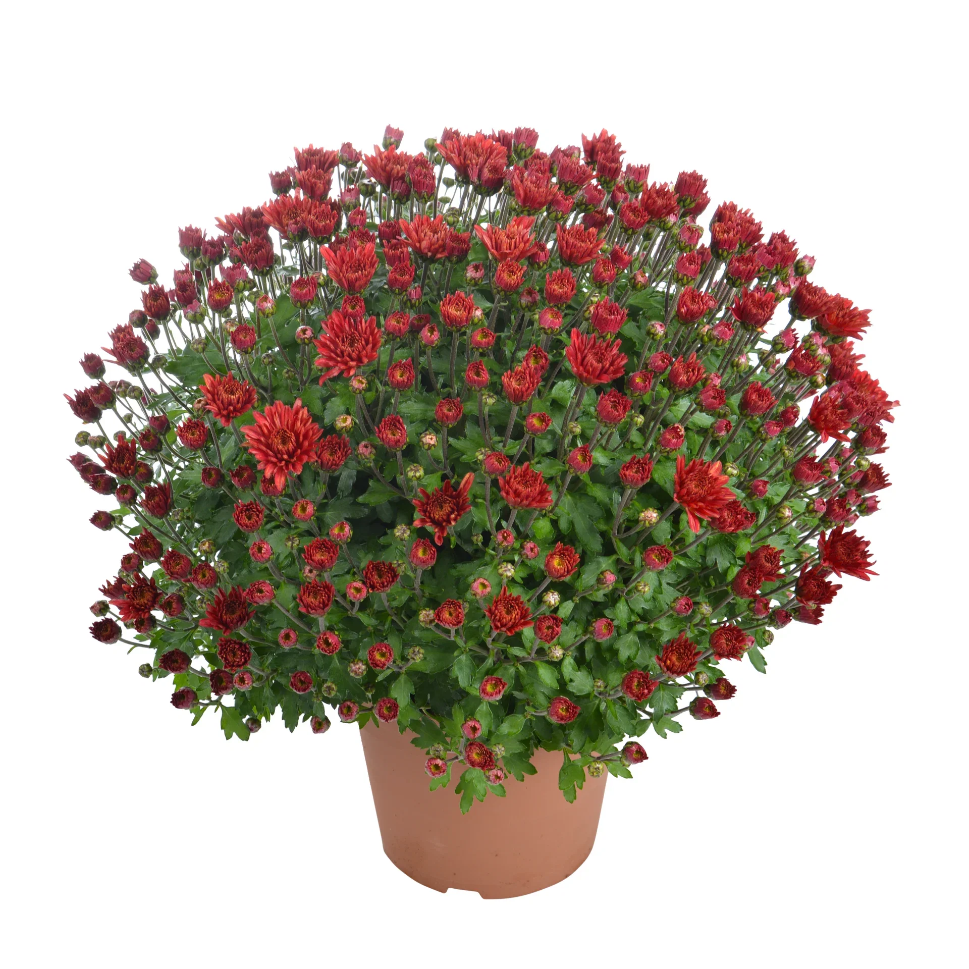 Chrysanthemum x morifolium Frilandskrysantemum Ø14 cm