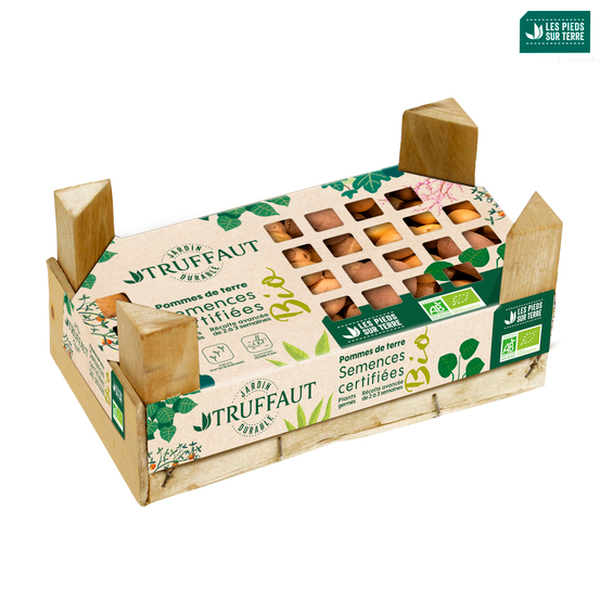 Plants de pommes de terre 'La délicatesse' Bio en clayette x60