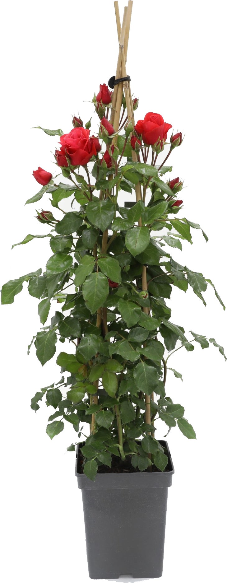 Klimroos (Rosa 'Jive Courtyard') D 23 H 70 cm