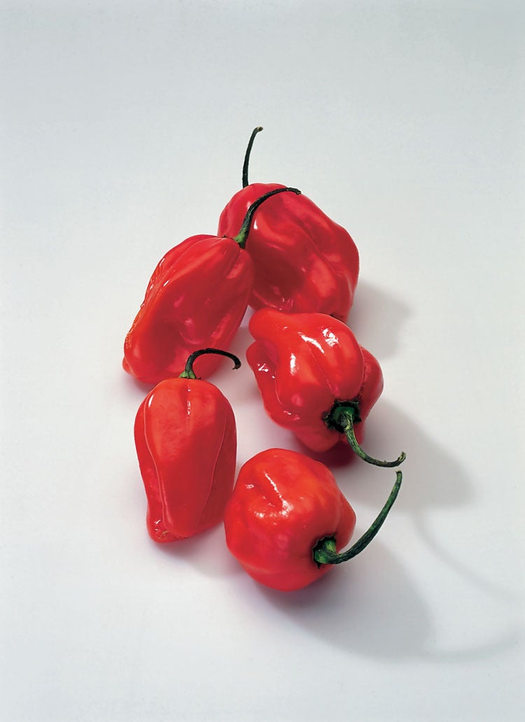 Surinaamse Peper Rood (Capsicum annuum)