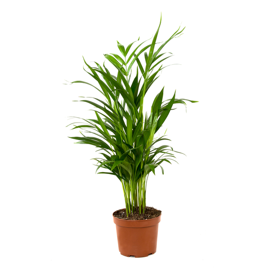 Palmier, Areca Dypsis - pot D.17 cm