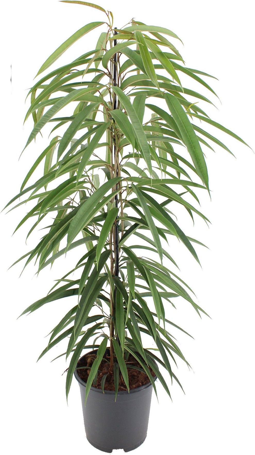 Rubberboom (Ficus binnendijkii 'Alii') D 21 H 100 cm