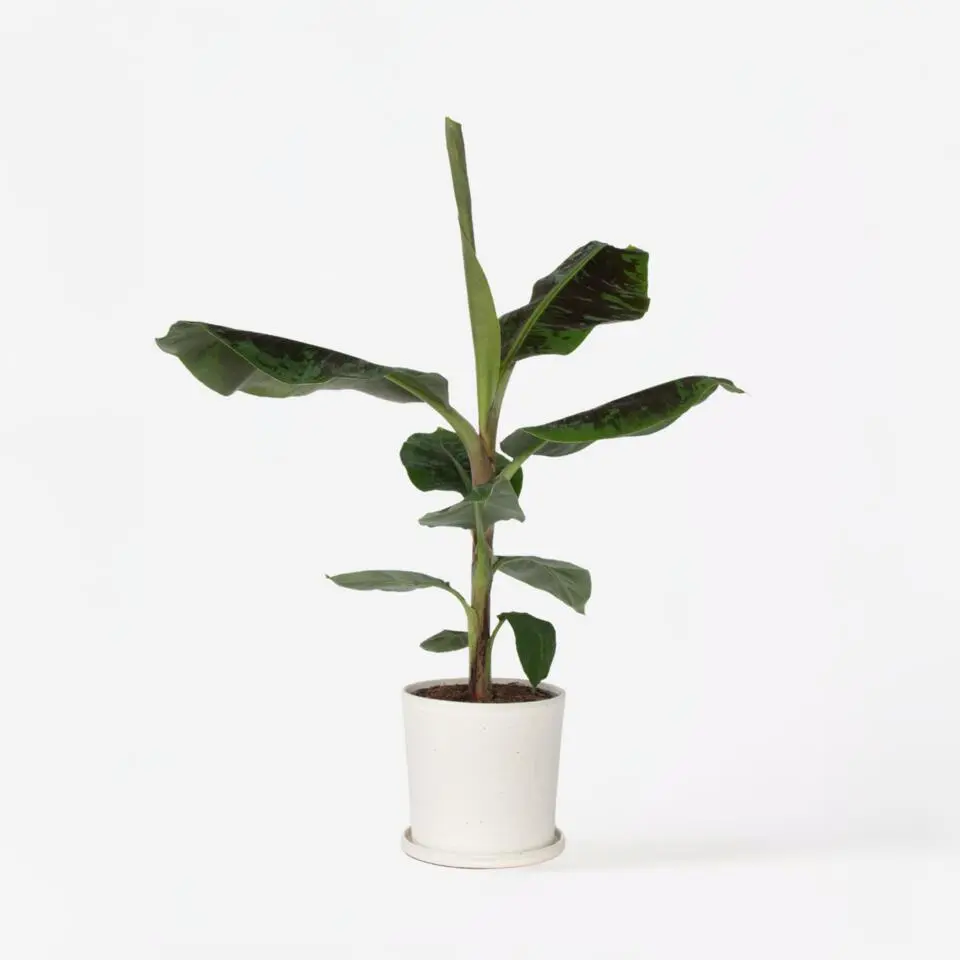 Bananenplant - Musa 'Dwarf Cavendish' - Hoogte 90-100cm - ⌀21cm