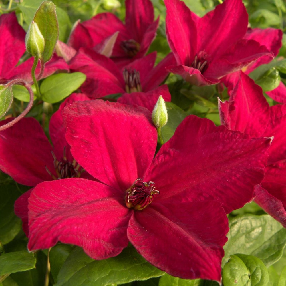Clématite viticella john howells® 'zojohnhowells'/clematis viticella john howells® 'zojohnhowells'[-]godet - 5/20 cm