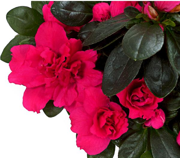 Zimmerazalee - Rhododendron simsii,