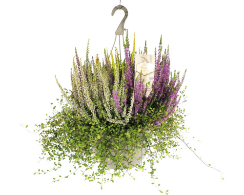 Heidemix hangmand met waterreservoir FloraSelf Ø 25 cm pot Calluna x Mühlenbeckia mix