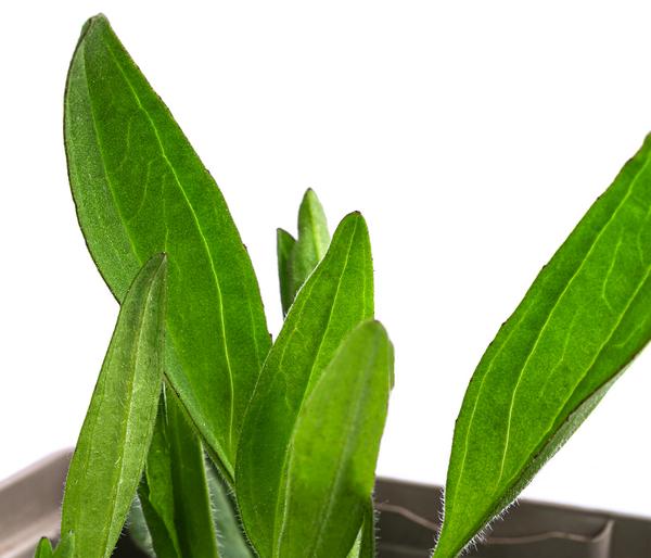 Wiesenarnika