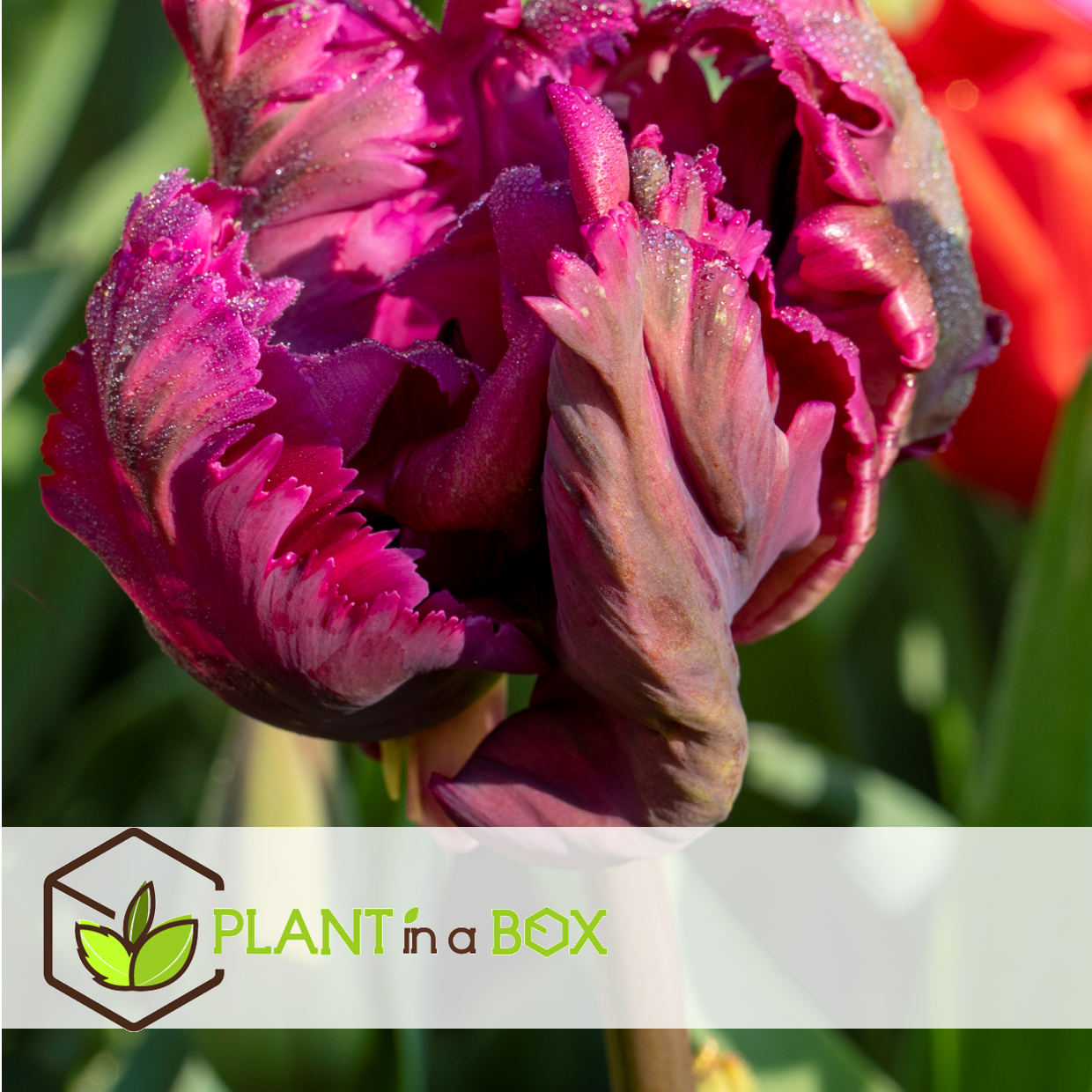 Tulipa parrot negrita - bulbes à fleurs x15 - tulipe - violet