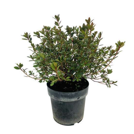 Azalea japonica 'Red Wing': 7.5 litres (rouge soutenu)