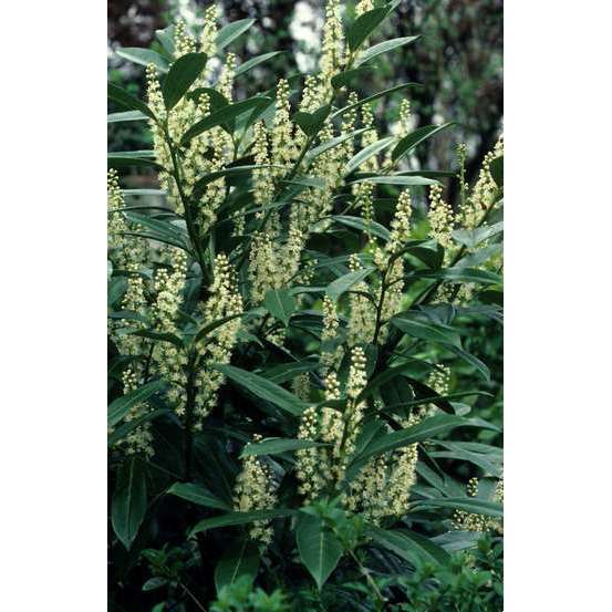 Prunus laurocerasus ' Caucasica ' : H 60/80 cm ctr 4 litres