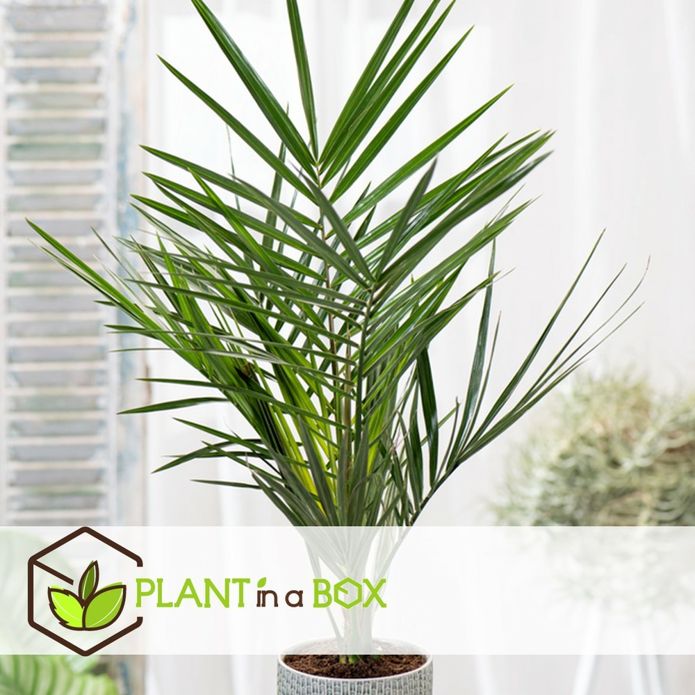 Phoenix canariensis - set de 4 - palmier dattier - pot 15cm - hauteur 50-60cm