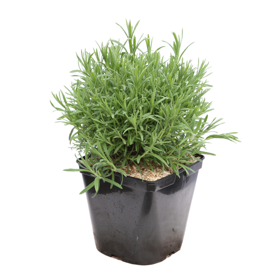 Lavandula stoechas Splend : ctr 3 litres RC