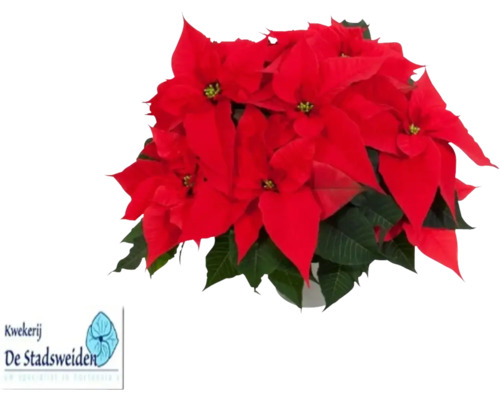Kerstster rood 7+ schutbladeren FloraSelf Euphorbia pulcherima 'Pink Champagne' Ø 17 cm pot