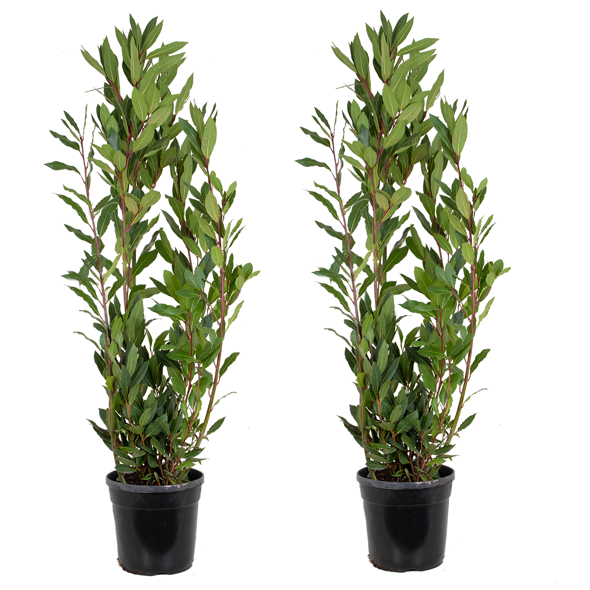 2x laurus nobilis - laurier de cuisine - arbuste - persistant – ⌀21 cm - ↕80-100 cm