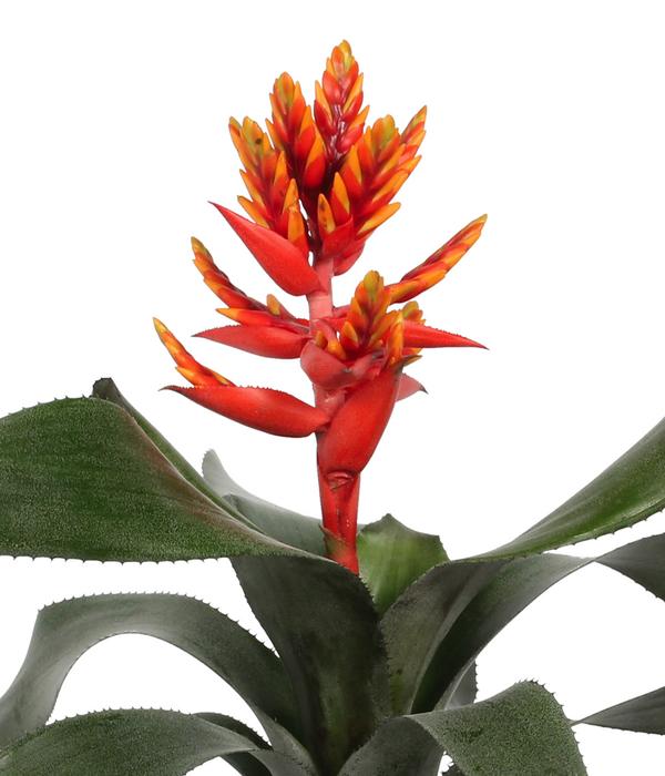 Lanzenrosette - Aechmea pepita 'Elegant