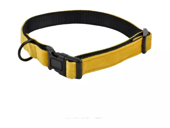 Collier pour Chien 