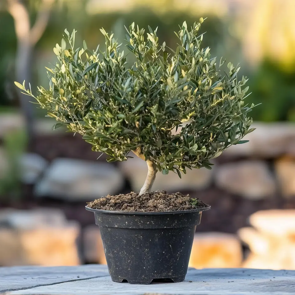 Olijfboom - Olea europaea - Hoogte 30-40cm - ⌀21cm