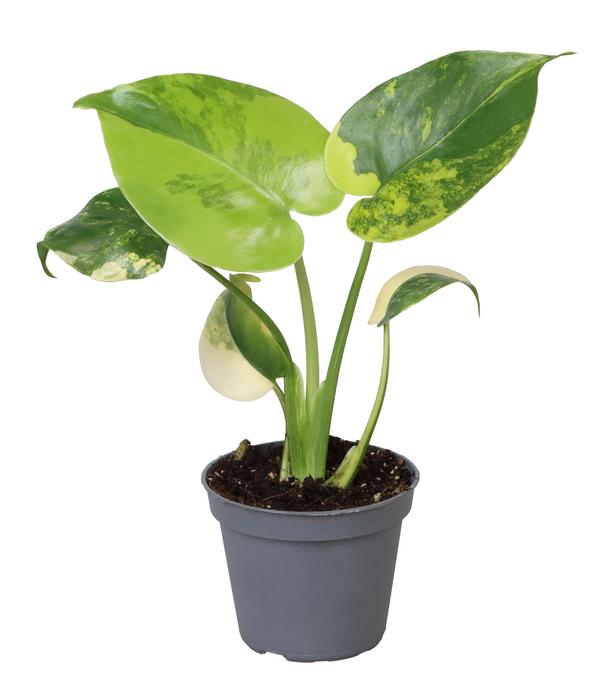Fensterblatt - Monstera deliciosa 'Aurea'