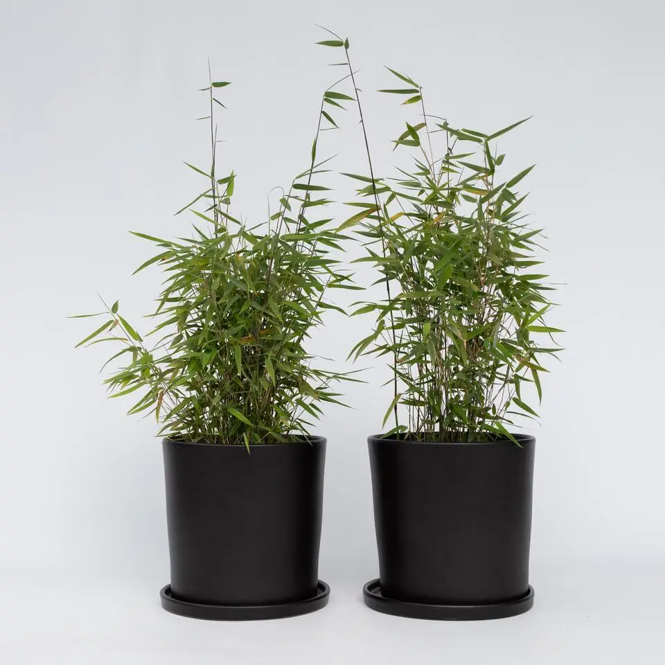 Bamboe - Set van 12 - Fargesia nitida 'Red Dragon' - Hoogte 50-70cm - ⌀17cm