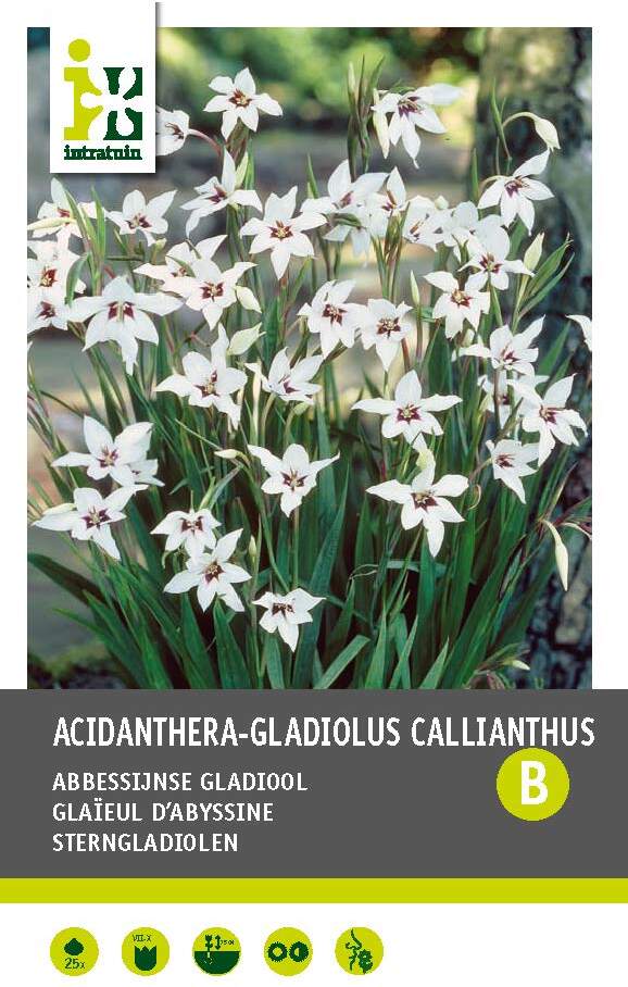 Intratuin bloembollen Abbessijnse Gladiool (Acidanthera gladiolus 'Callian') 25 stuks