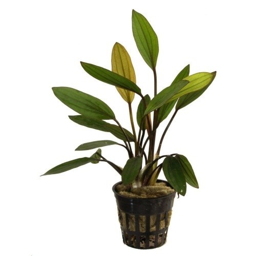 Planta Echinodorus Rose para aquários