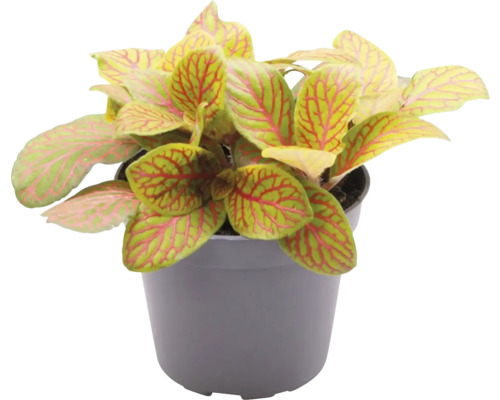 Mozaïekplant FloraSelf Fittonia verschaffeltii 'Skeleton' H 10-12 cm Ø 7 cm pot