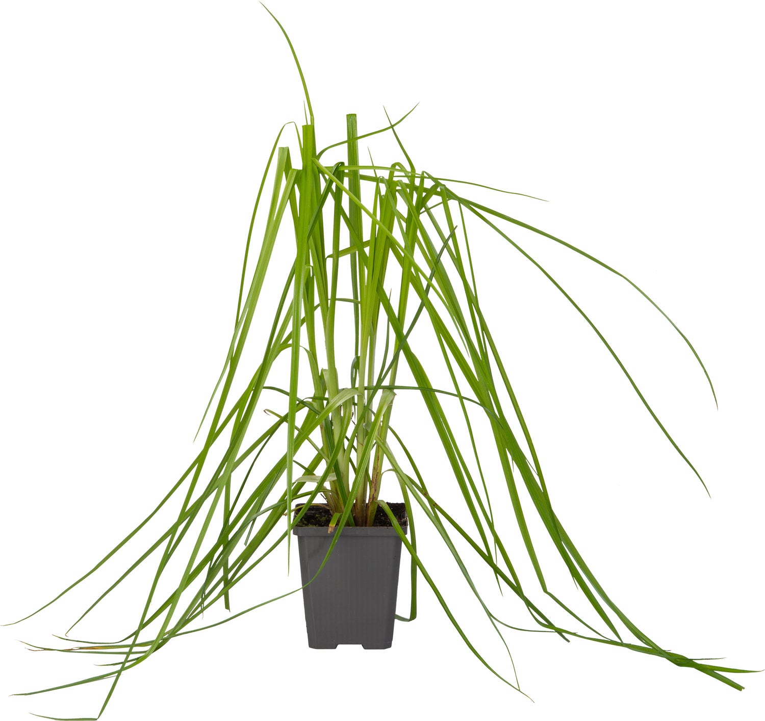 Parapluplant (Cyperus alternifolius) D 9 H 20 cm
