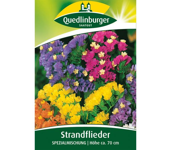 Quedlinburger Samen Strandflieder