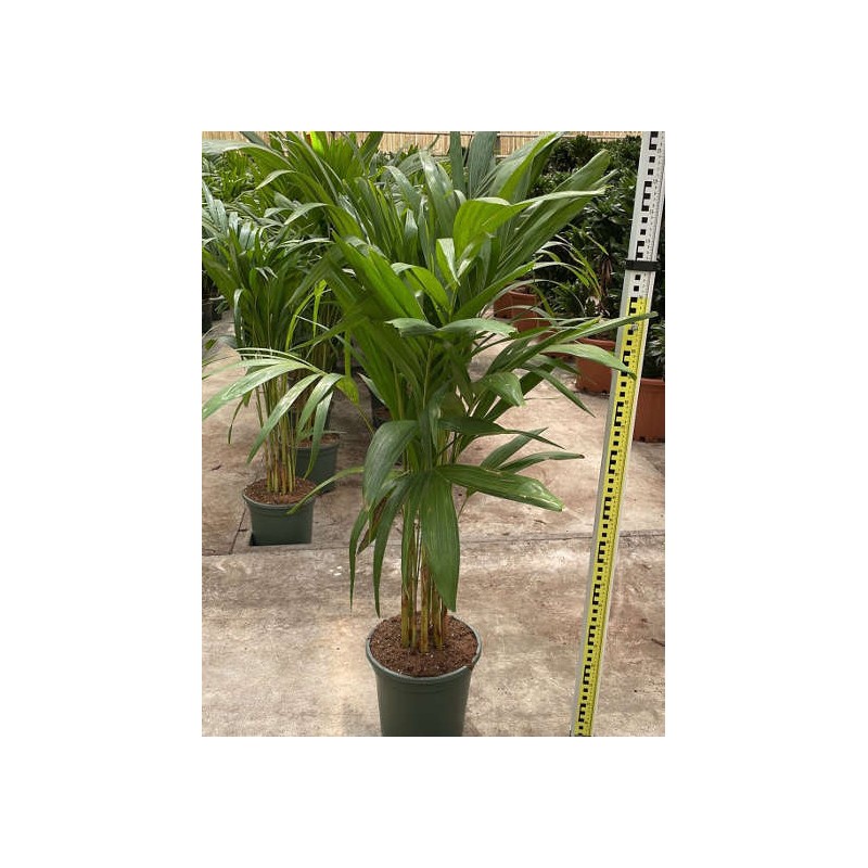 Adonidia merrillii (veitchia merrillii- palmier de manille) blanche - taille 50l stipe 120/140cm total 200/250cm