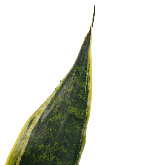 Sanseveria superba - pot D14cm