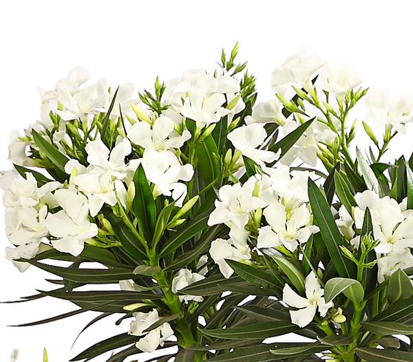 Oleander, Stämmchen, verschiedene Farben