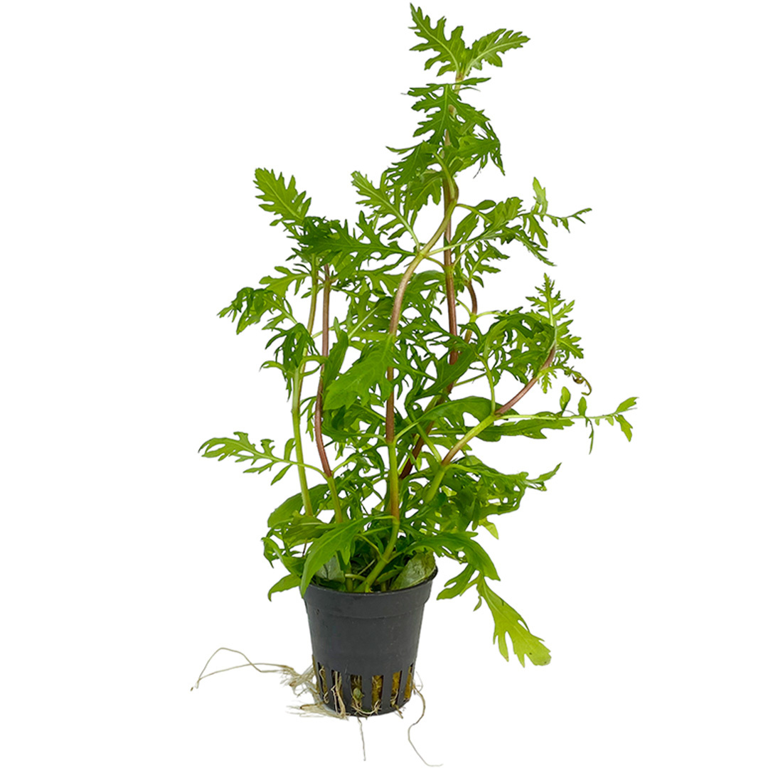 Waterplant Hygrophila Difformis | Aquariumplant