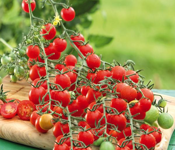 Dehner Gourmet Garten Cherrytomate, veredelt