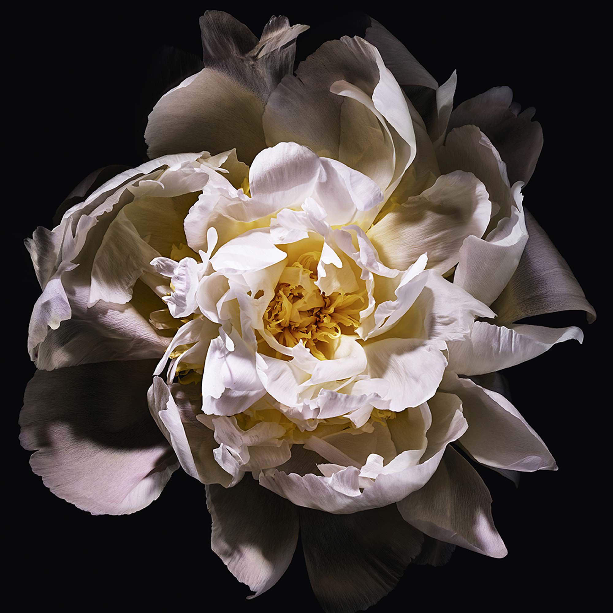 MON PARIS LUMIÈRE EAU DE TOILETTE  EAU DE TOILETTE - ACCORDS DE LOTUS BLANC - FLEUR DE DATURA